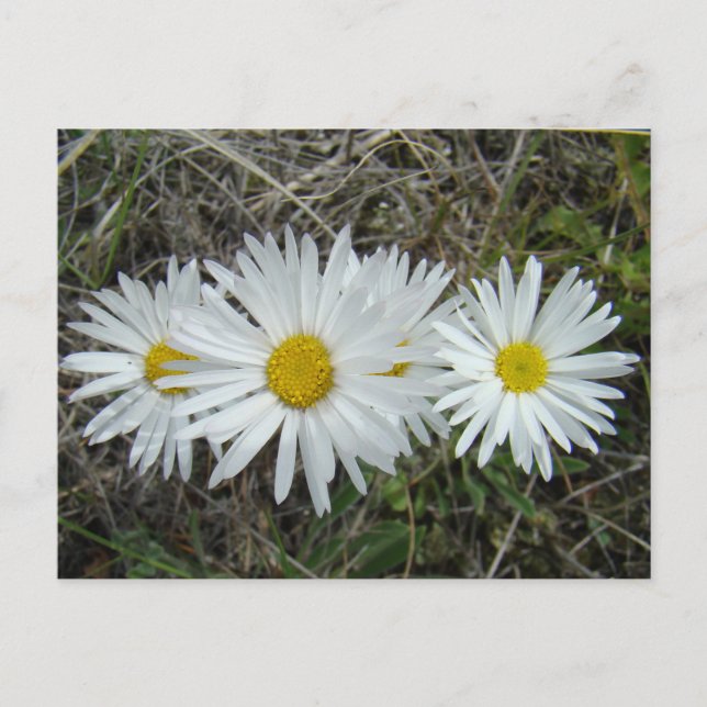 F42 White Wildflowers Smooth Aster Postcard (Front)