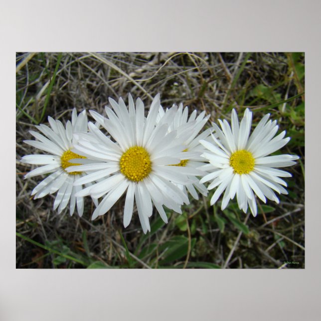 F42 White Wildflowers Smooth Aster Poster (Front)