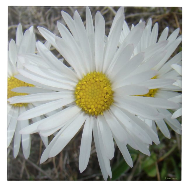 F42 White Wildflowers Smooth Aster Tile (Front)