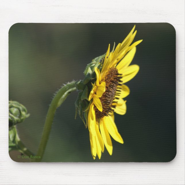 F43 Yellow Wildflower Black-eyed Susan Mouse Pad (Front)