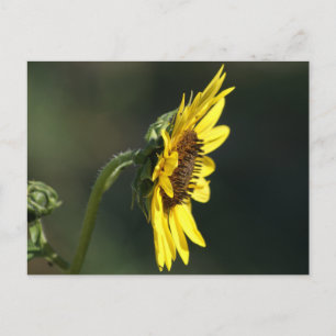 F43 Yellow Wildflower Black-eyed Susan Postcard