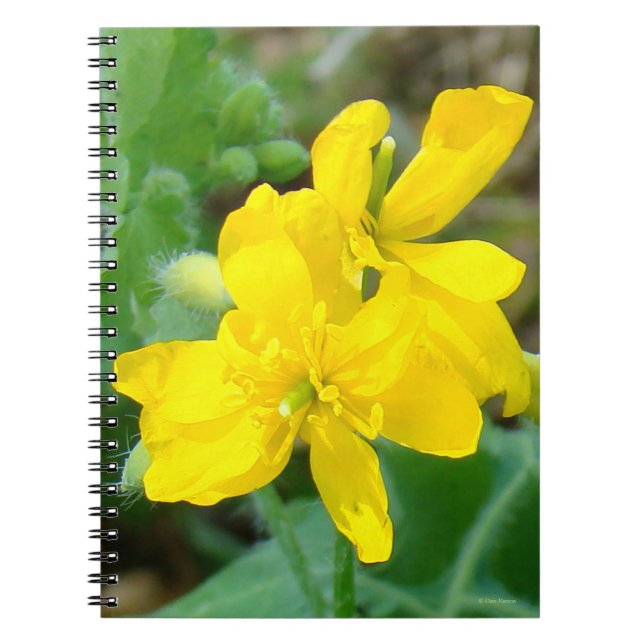 F44 Yellow Wildflower Wild Mustard Notebook (Front)