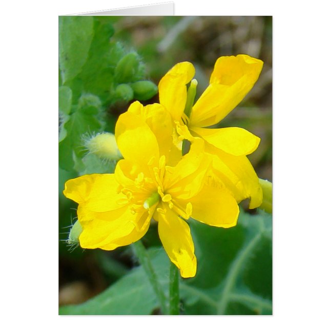 F44 Yellow Wildflowers Wild Mustard (Front)