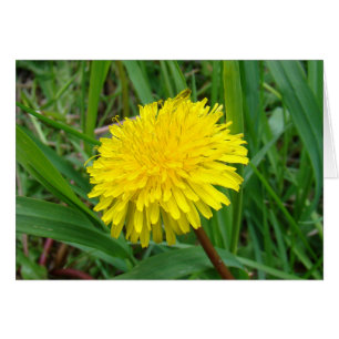 F45 Pissenlit "Taraxacum officinale"