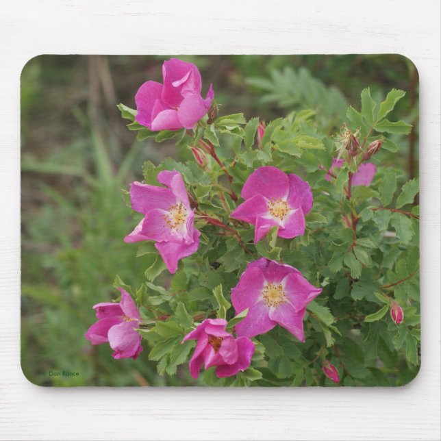 F46 Wild Roses Mouse Pad (Front)