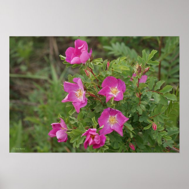 F46 Wild Roses Poster (Front)