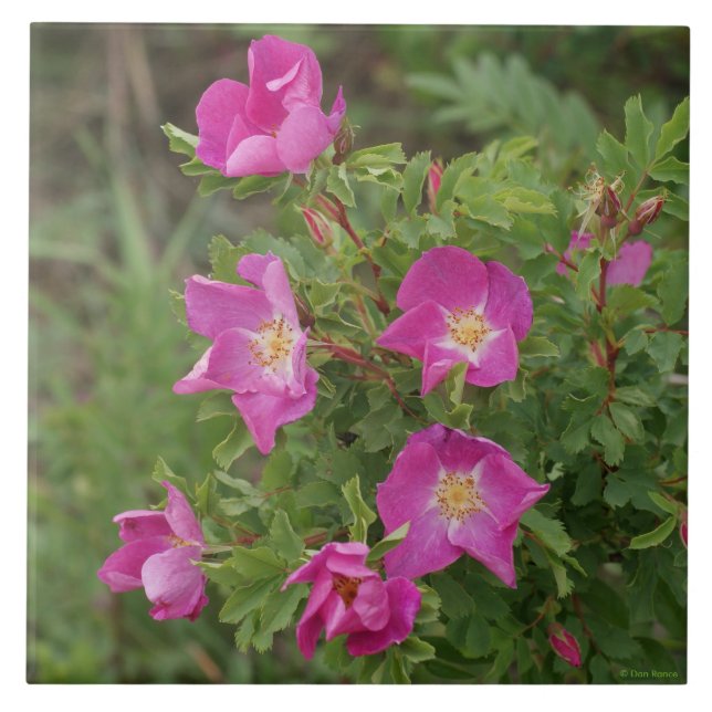 F46 Wild Roses Tile (Front)