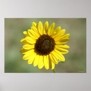 F47 Yellow Wildflower Common Annual Sunflower Poster