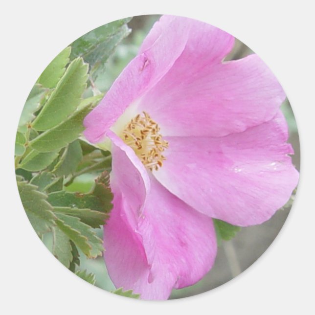 F4 Alberta Wild Rose Classic Round Sticker (Front)