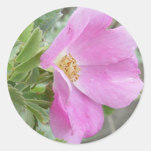 F4 Alberta Wild Rose Classic Round Sticker