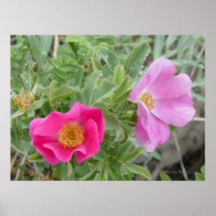F4 Alberta Wild Roses Poster