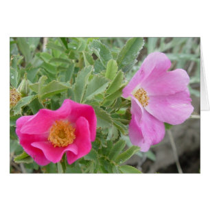F4 Wild Roses