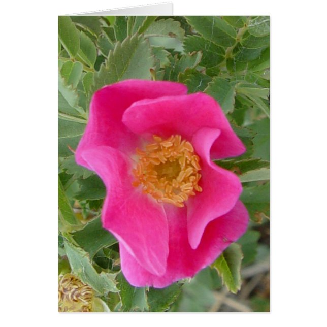 F4a Rose Sauvage (Devant)