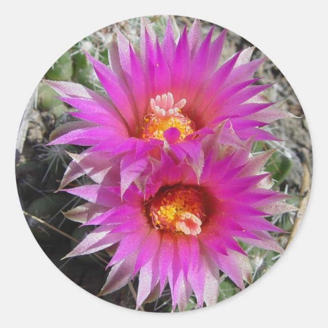 F5 Ball Cactus Flowers "Escobaria vivipara" Classic Round Sticker (Front)