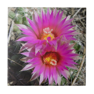 F5 Ball Cactus Flowers "Escobaria vivipara" Tile