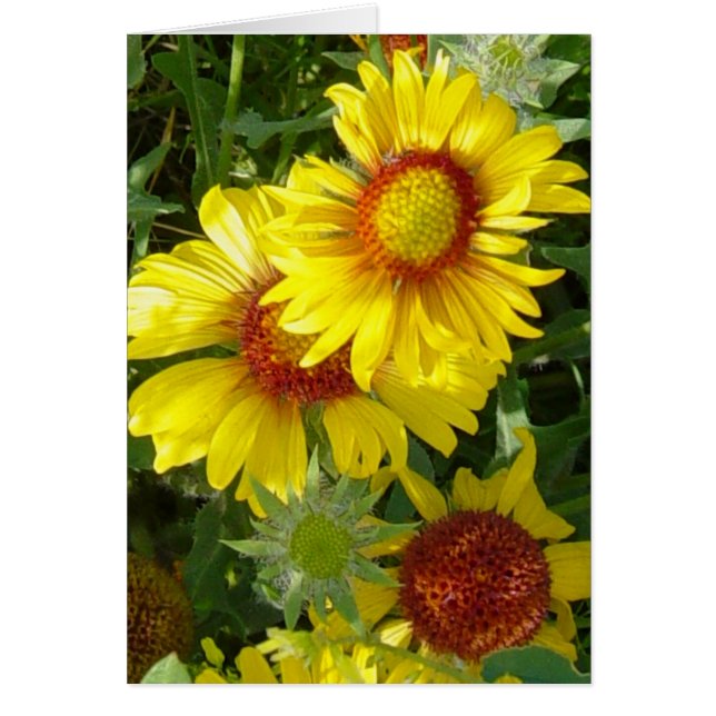 F6 Fleurs sauvages jaunes Gaillardia (Devant)