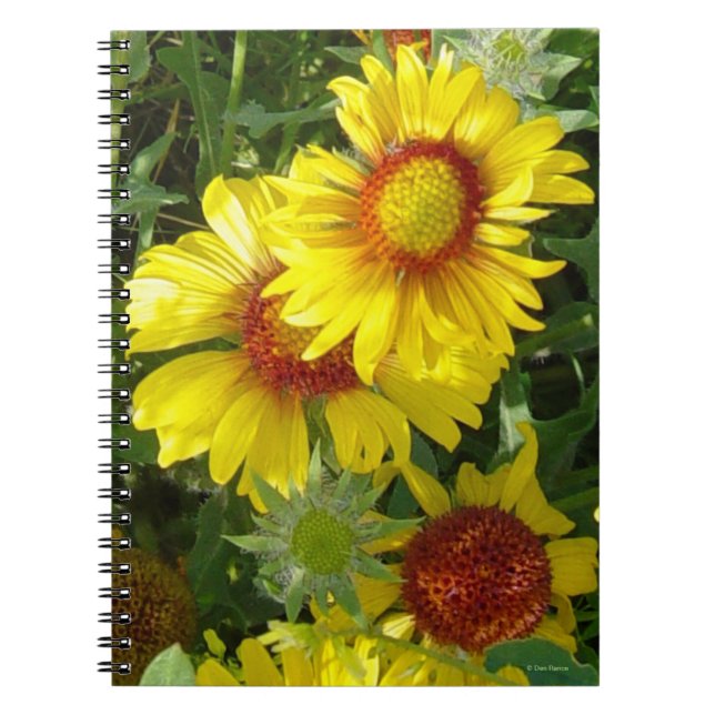 F6 Yellow Wildflowers Gaillardia Notebook (Front)