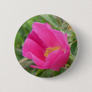 F7 Alberta Wild Rose 2 Inch Round Button
