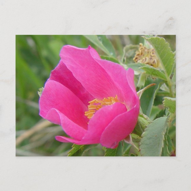 F7 Alberta Wild Rose Postcard (Front)