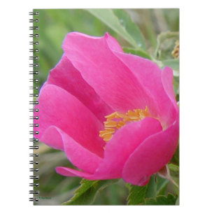 F7 Wild Rose Bright Pink Blossum Notebook