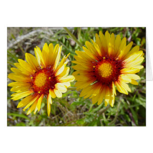 F8 Yellow Wildflowers Gaillardia
