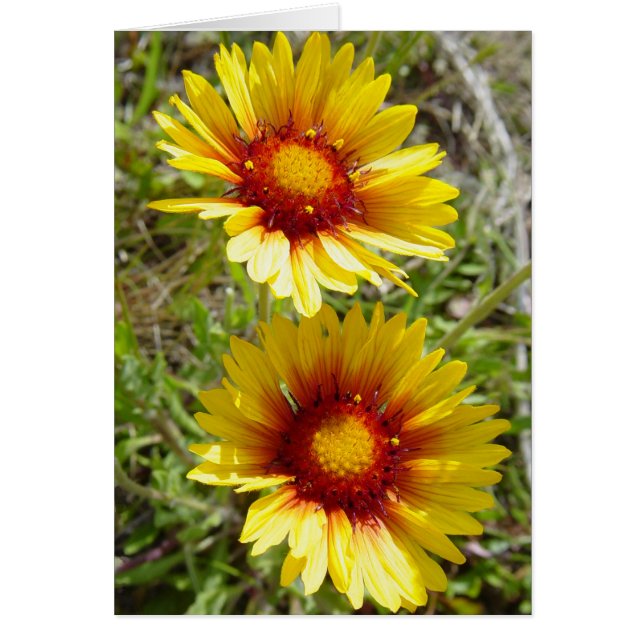 F8t Yellow Wildflowers Gaillardia (Front)
