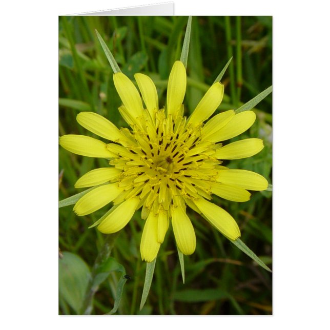 F9 Fleur jaune sauvage Barbe-de-bouc (Devant)