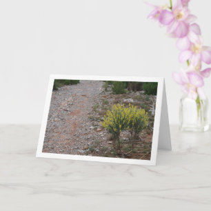 Fabale Plant, Anthyllis Cytisoides Card