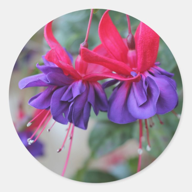 Fabulous Fuschias Classic Round Sticker (Front)