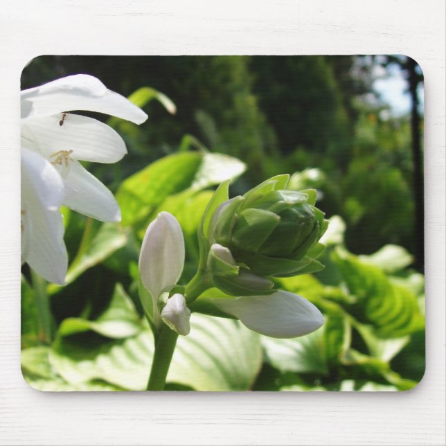 Fabulous Hosta Mouse Pad (Front)
