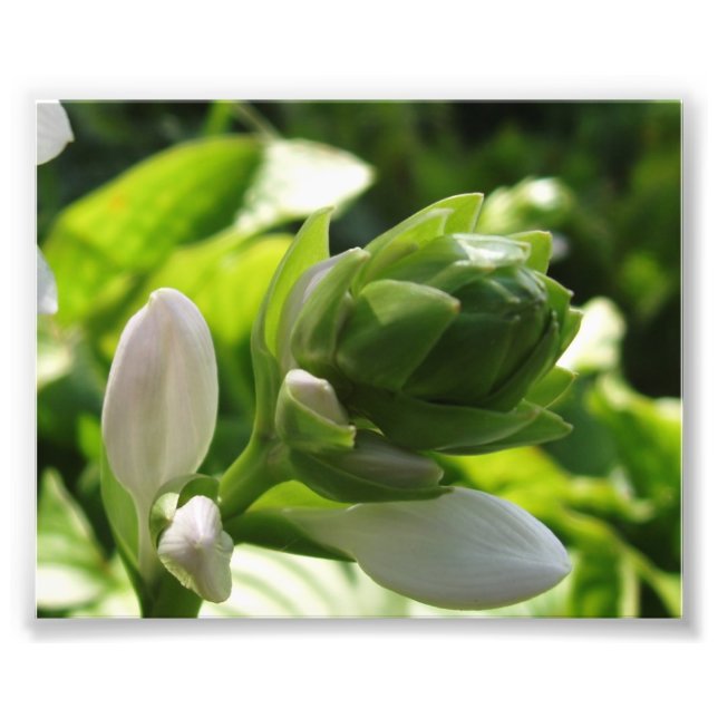 Fabulous Hosta Photo Print (Front)