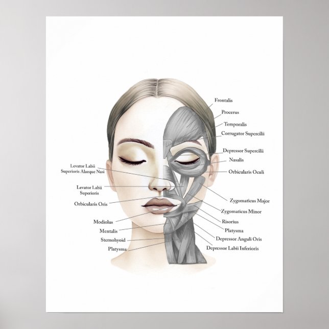 Face Anatomy Facial Muscles Beauty Decor (Front)