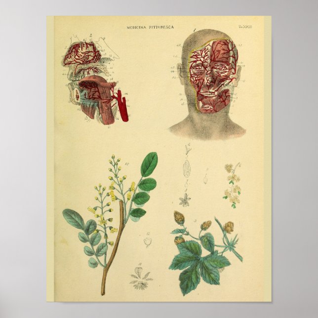 Face Arteries Medicinal Plants Anatomy Art Print (Front)