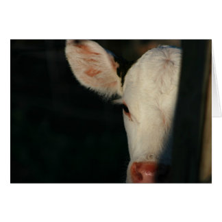 Face blanche du veau