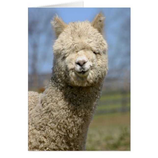 Face blanche floue d'Alpaca (Devant)