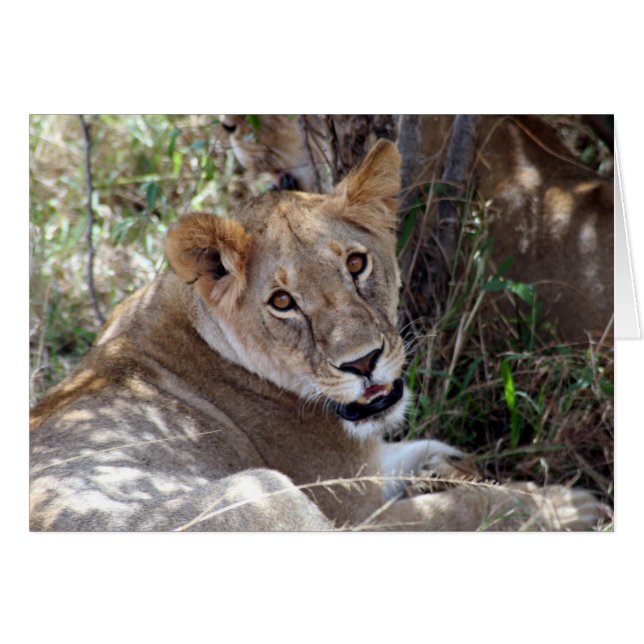 face de lion (Devant horizontal)