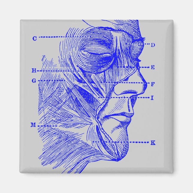 Face Diagram Magnet (Front)