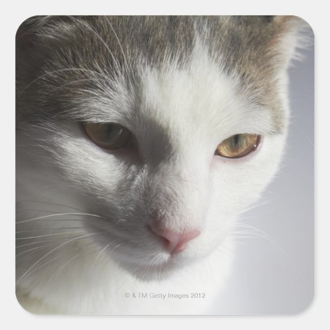 Face of a cat square sticker (Front)