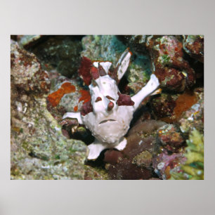 Face of a Frogfish Poster