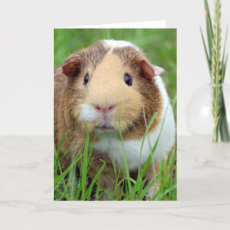 Face of a Guinea Pig Photo Card