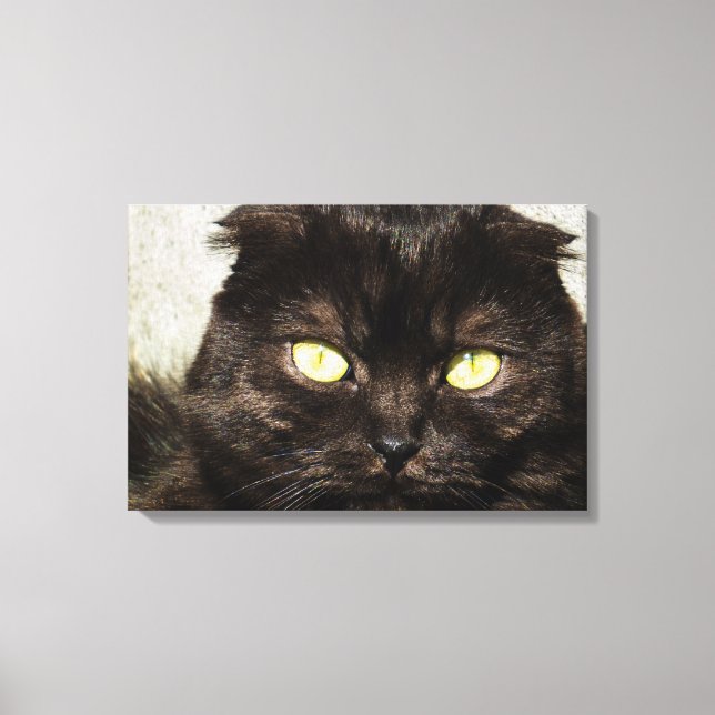 Face Of A Young Munchkin Kitten Canvas Print (Front)