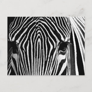 Face of a Zebra Postcard
