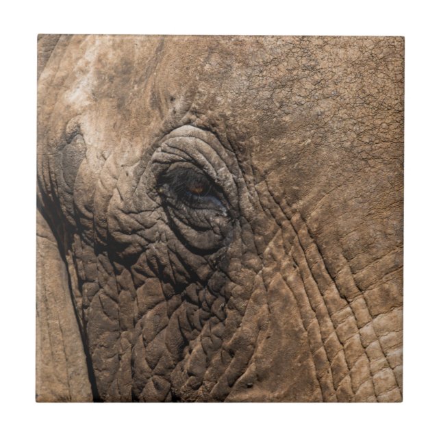 Face of an Elephant Tile (Front)
