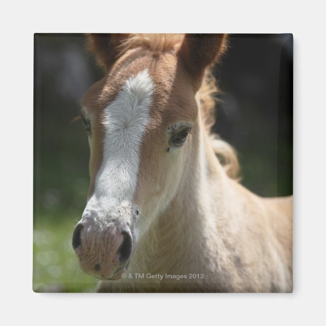 face of foal magnet (Front)