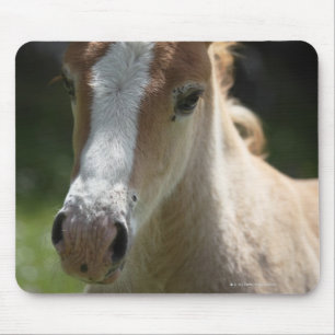 face of foal mouse pad