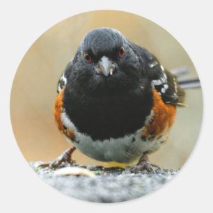 Face to Face with a Spotted Towhee Classic Round Sticker