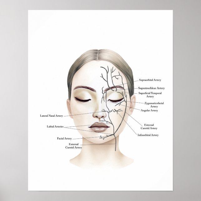 Facial Blood Vessels Anatomy Art Poster (Front)