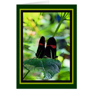 Facteur rouge : papillon