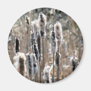 Faded Cattails Nature Photography Magnet