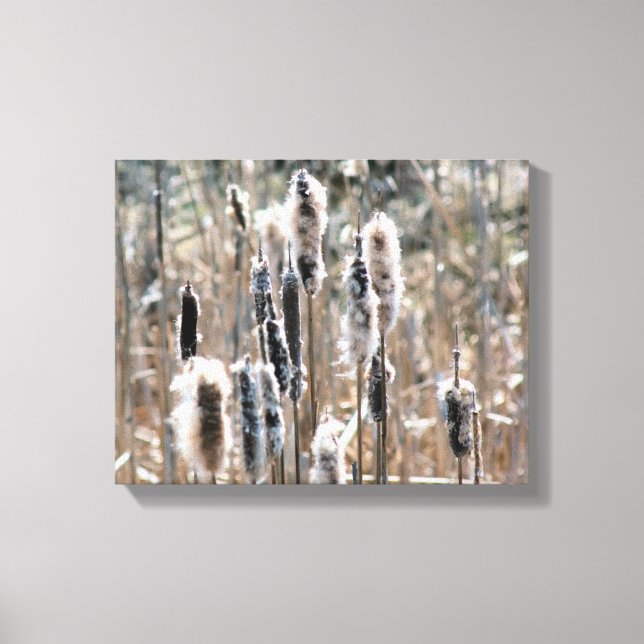 Faded Fluffy Cattails In Spring Nature Canvas Print (Front)